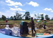 Dukung Swasembada Pangan Nasional, Babinsa Desa Slumbung Dampingi Petani Panen Padi