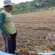 Bertahun-tahun Terdampak Debu, Puluhan Petani Merkawang Soroti Aktivitas Klinker PT SBI